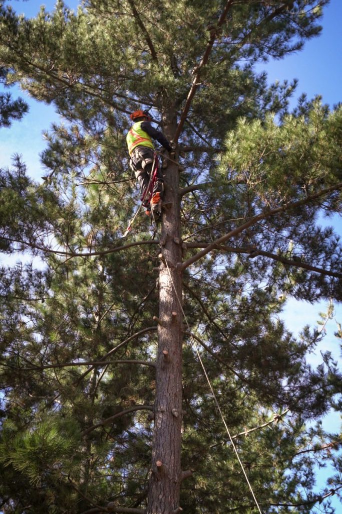 Hombre talando y podando pino